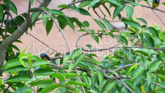 雄性棕褐色的太阳鸟在树枝上跳跃视频的预览图