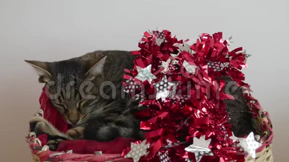 猫正睡在圣诞篮子里而的女人则把圣诞老人的帽子戴在猫头上视频的预览图