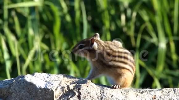 花栗鼠坐在岩石上视频的预览图
