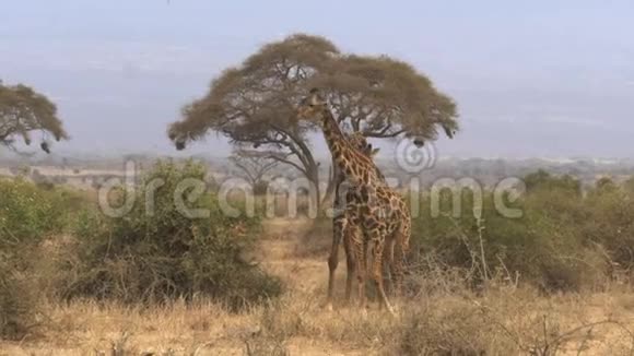 一只雄性长颈鹿跟着一只雌性在肯尼亚的安博塞利视频的预览图