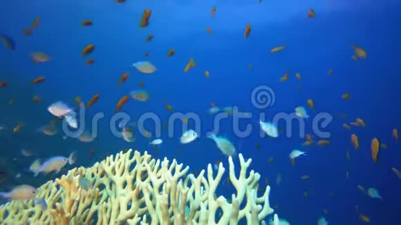 热带橙色蓝绿色和火珊瑚视频的预览图