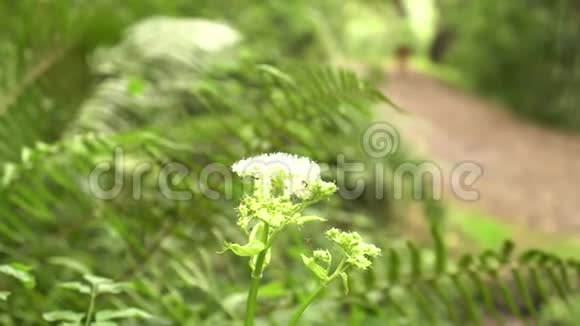 在蕨类植物灌丛的背景下公园里的白花在远处跑运动员视频的预览图
