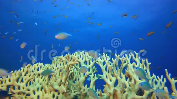 橙火珊瑚和蓝绿色鱼视频的预览图