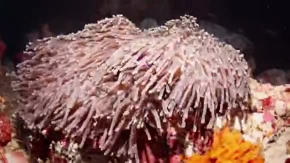 白条纹的海葵在礁石下的鱼视频的预览图