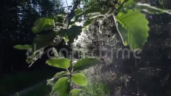 阳光透过树叶发出视频的预览图