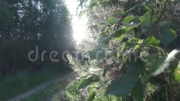 阳光透过树叶发出视频的预览图