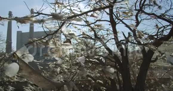 塑料袋挂在树上而不是树叶上塑料污染视频的预览图