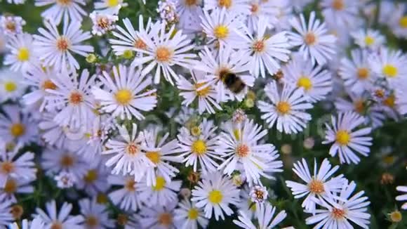 一只大大黄蜂飞过弗吉尼亚的花朵坐在花朵上吃花蜜视频4K视频的预览图
