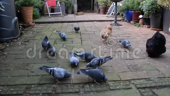 鸽子喂食视频的预览图
