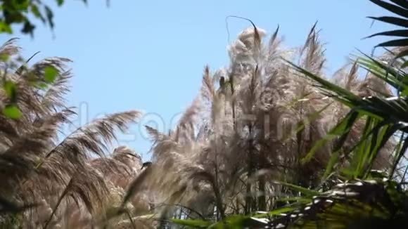 有趣的活动鸟藏在毛茸茸的高大植物的耳朵里视频的预览图