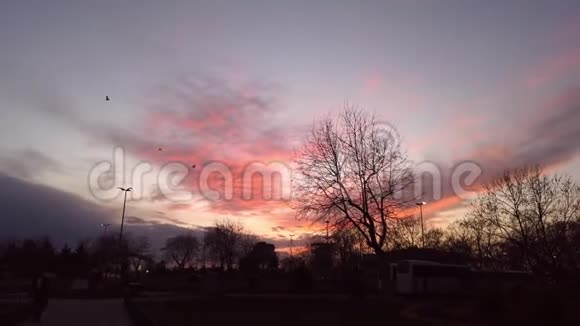 五彩缤纷的日落天空和树木的轮廓视频的预览图