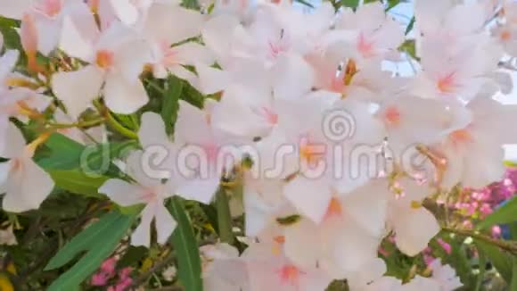 公园花园院子里有树在开花特写丰富的花期配白色的小花地中海花园风格视频的预览图