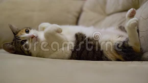 一只可爱的白色小猫躺在沙发上尽情地把爪子举到上面视频的预览图
