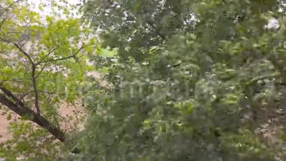在狂风吹拂下弯曲树木视频的预览图