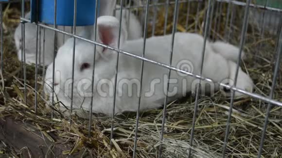 两只笼子里的小白兔视频的预览图