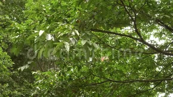 茂密的树木叶子在野生森林的夏天在阳光下闪闪发光积极的性质背景视频的预览图