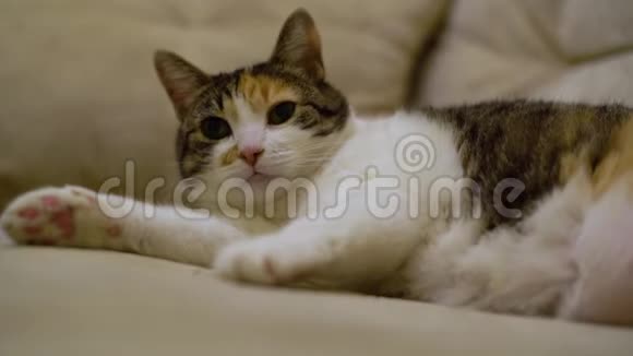 一只长着红斑的可爱白猫躺在沙发上用舌头舔自己视频的预览图