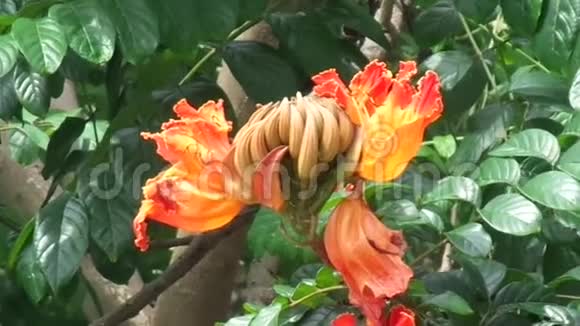 非洲郁金香喷泉树皮克卡里南迪火焰世界最恶劣的入侵者尼罗河火焰喷射视频的预览图