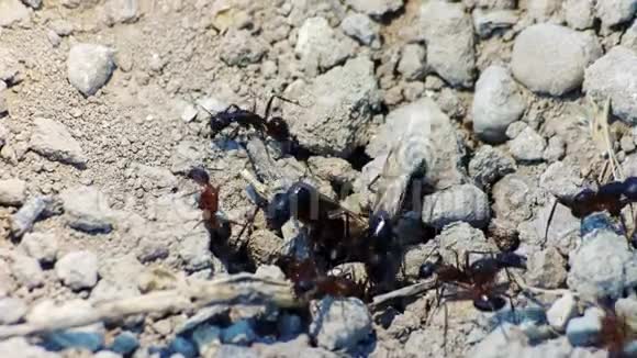 蚂蚁在裂缝中筑巢宏观镜头视频的预览图