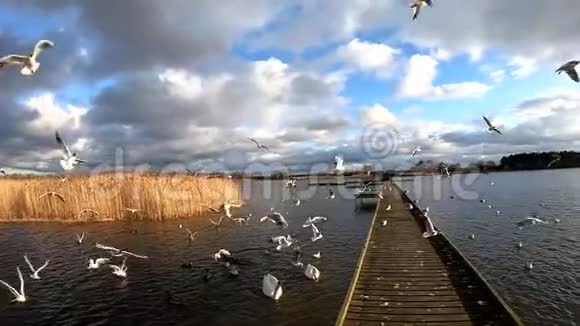 海鸥的慢动作视频的预览图