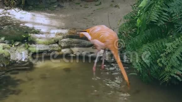 华丽的火烈鸟在水里寻找食物美丽的鸟类背景视频的预览图
