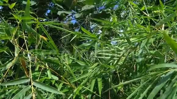 把大自然中的绿竹叶收起来视频的预览图