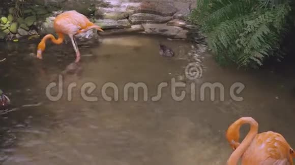 可爱的火烈鸟和鸭子在池塘寻找食物视频的预览图