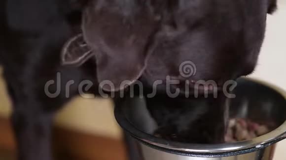 一只棕色的拉布拉多狗吃碗里的食物视频的预览图