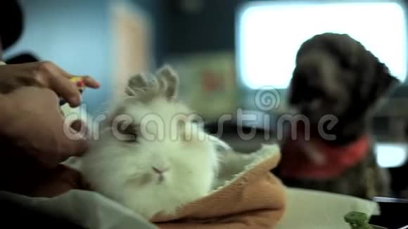 动物治疗用宠物视频的预览图
