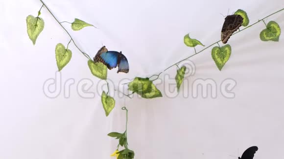 蝴蝶在白色背景的人造花园里飞翔复制空间视频的预览图