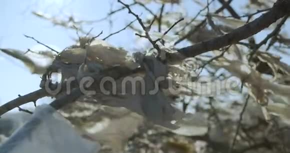 树枝上残留的白色塑料袋在风中摇曳视频的预览图