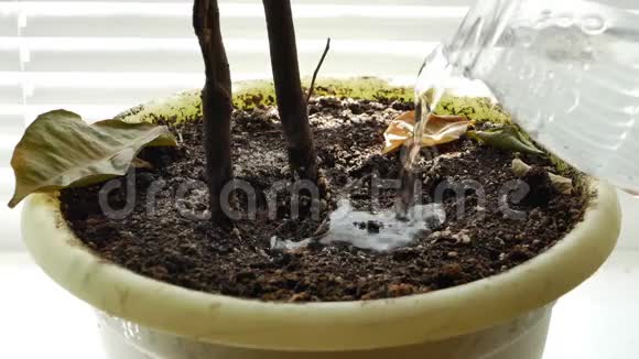 浇水入花盆干土地面地球吸收水分非常快从植物中掉下来的干叶4k视频的预览图
