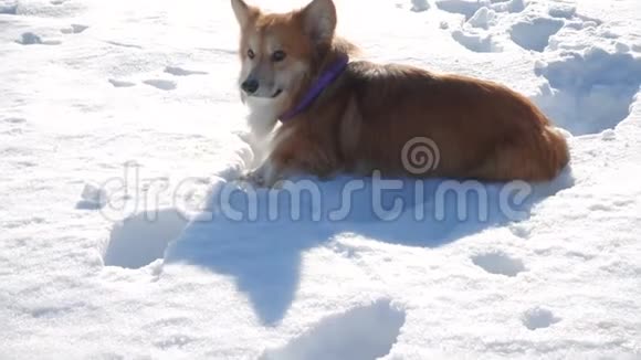 在阳光明媚的冬日科吉蓬松地躺着雪视频的预览图