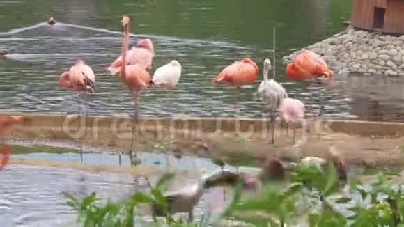 水中粉红火烈鸟群视频的预览图
