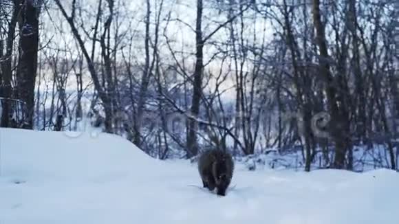 雪地里的猫视频的预览图