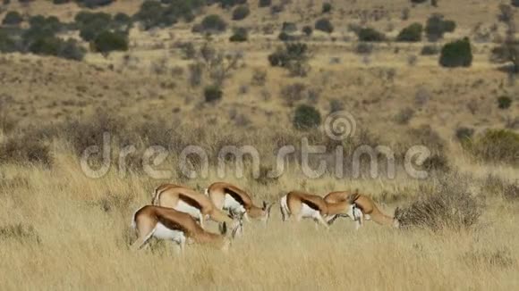 在干燥的草地上觅食的羚羊羚羊视频的预览图