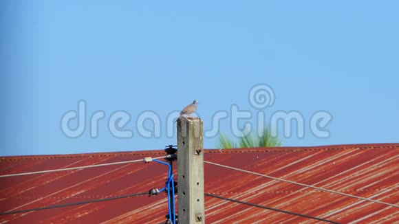 斑马鸽在电线杆上啼叫视频的预览图