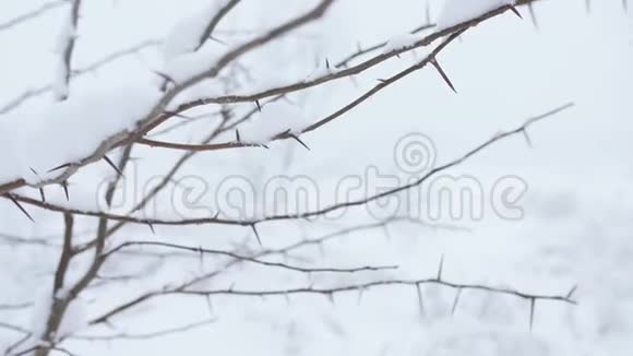 女人的手在一片白雪皑皑的森林里洒下树枝上的雪视频的预览图