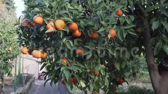 花园里的橘子树视频的预览图
