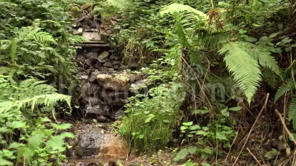 一条小溪被野林中的蕨类植物和草所环绕视频的预览图