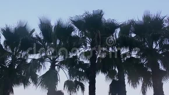 碧绿的棕榈树在蓝天的映衬下随风摇曳棕榈树在蓝天的映衬下视频的预览图