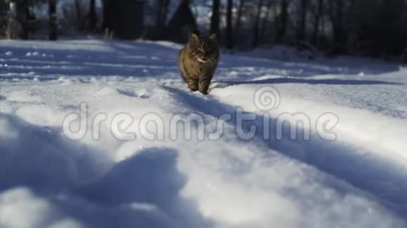 雪地里的猫视频的预览图