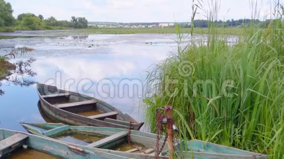 美丽的风景与池塘木船捕鱼的水和灌木丛的绿色芦苇甘蔗在农村夏季视频的预览图