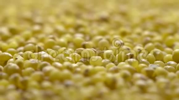 小米谷物的全框架Proso小米种子旋转视频的预览图