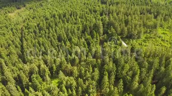 空中飞过一片美丽的绿色森林的乡村风景野松林空中自然荒野林地视频的预览图