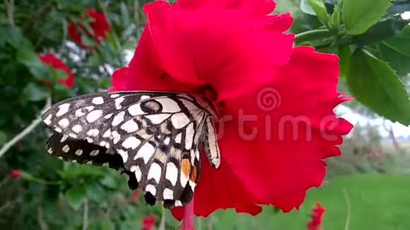 美丽的蝴蝶坐在花上视频的预览图