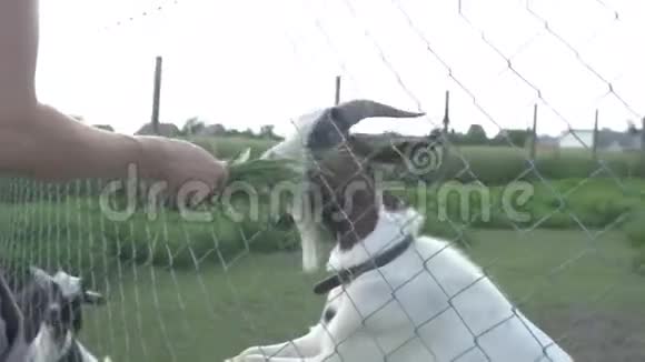 农场花园里的山羊接受游客的喂食视频的预览图
