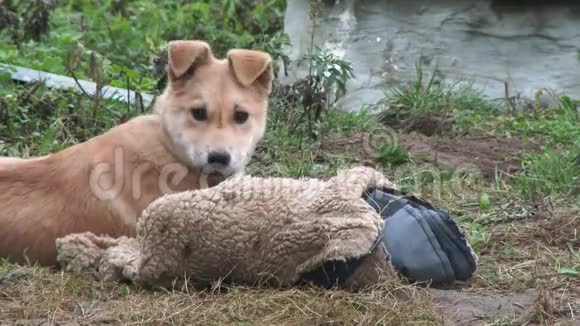 4k一只警卫姜狗在玩旧衣服狗泪暖窝窝村里的一条链子上的警犬警卫视频的预览图