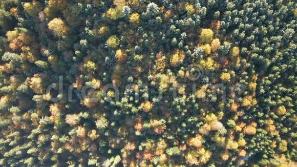美丽的树林在日落时闪闪发光在五彩缤纷的山脉上飞翔视频的预览图