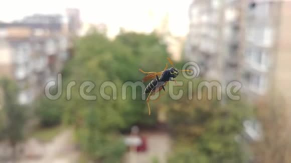 黄蜂或蜜蜂坐在玻璃窗上然后飞走视频的预览图